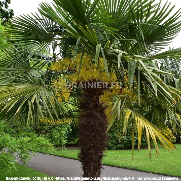 Chinese palm, trachycarpus fortunei image